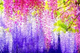 primavera jigsaw puzzle