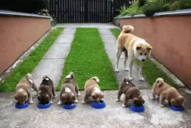 mom#215 jigsaw puzzle