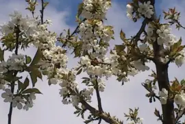 cerisier en fleurs jigsaw puzzle