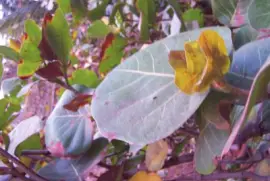 fleurs de la RÃ©union jigsaw puzzle