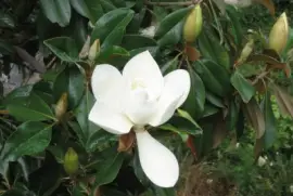 Jacquemin jigsaw puzzle