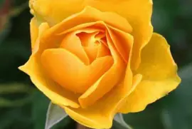 multicolor jigsaw puzzle