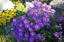 Rock Garden with Aster Alpine Flowers-Alaska jigsaw puzzle