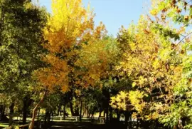 Isla NÂ° 58. RÃ­o Negro. Argentina jigsaw puzzle