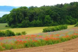 champs jigsaw puzzle