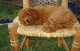 siesta jigsaw puzzle