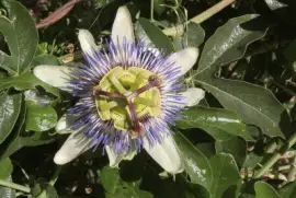 mburucuyÃ¡ o pasionaria