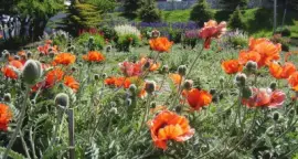 En Ushuaia. Tierra del Fuego. Argentina jigsaw puzzle