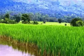 Landscapes farm, Cambodia
