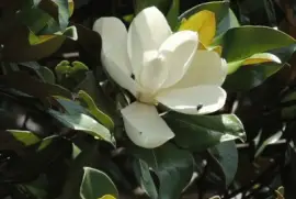 Magnolia Blossom