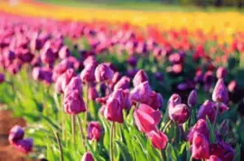 é¬±é‡‘é¦™ jigsaw puzzle