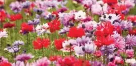 é¬±é‡‘é¦™ jigsaw puzzle