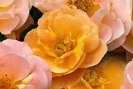 é¬±é‡‘é¦™ jigsaw puzzle