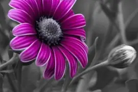 imagens jigsaw puzzle