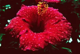 flor de cayena jigsaw puzzle