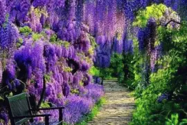 Garden Path Under Purple Wisteria