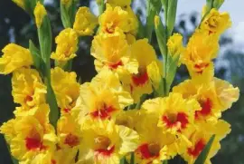 imagens jigsaw puzzle