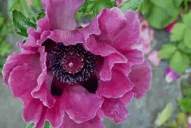 imagens jigsaw puzzle