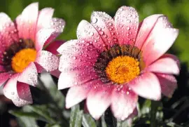 Nature Flower jigsaw puzzle