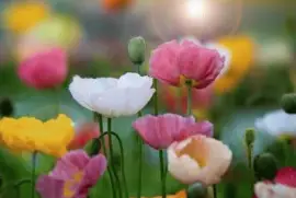 imagens jigsaw puzzle