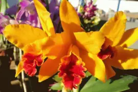 imagens jigsaw puzzle