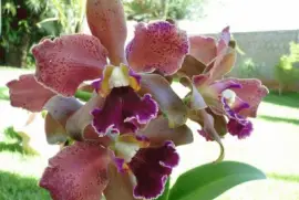 imagens jigsaw puzzle