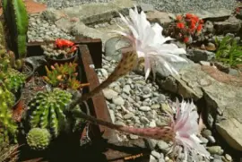 naturaleza jigsaw puzzle