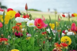 Landschaft jigsaw puzzle