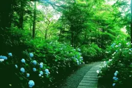 Hydrangea jigsaw puzzle