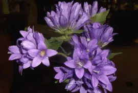 Perty flowers     LJ jigsaw puzzle