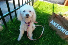 CANICHE jigsaw puzzle