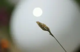 Blade of grass jigsaw puzzle