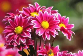 ........ jigsaw puzzle