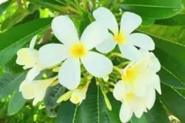 é›žè›‹èŠ± jigsaw puzzle