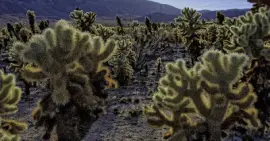 thumb-1392885170733-cholla_garden_02