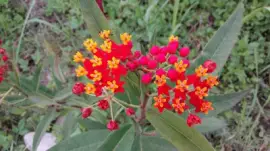 ç´« jigsaw puzzle