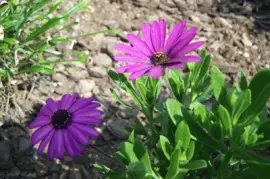 Floral jigsaw puzzle