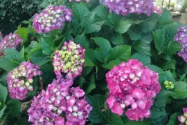 Hortências jigsaw puzzle