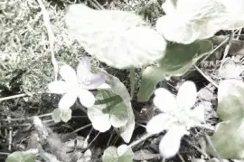 Floral jigsaw puzzle