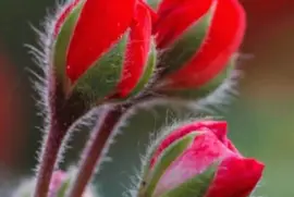 imagens jigsaw puzzle