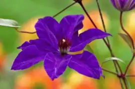 imagens jigsaw puzzle