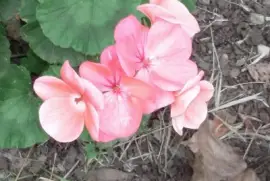 Cardenales jigsaw puzzle