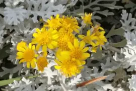 Ruda en flor jigsaw puzzle