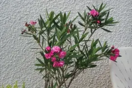 Laurier rose jigsaw puzzle