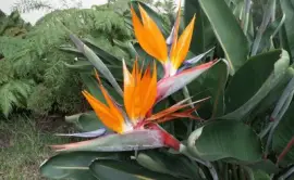 Del paraÃ­so jigsaw puzzle