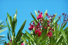 Laurier rose jigsaw puzzle