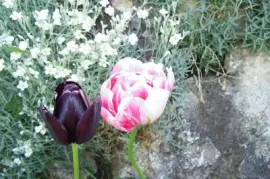 Floral... jigsaw puzzle