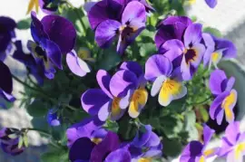 Purple and Yellow Dancing Pansies jigsaw puzzle