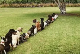 imagens jigsaw puzzle