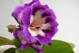 imagens jigsaw puzzle